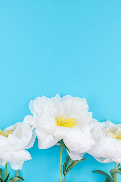 Bílá Pivoňka květiny na pastelově modrou barvu pozadí s kopie prostoru v minimální styl, šablona pro pohlednici, písmo, text nebo návrhu. Pozvánka na svatbu a oslavu pozdrav koncepce - Fotografie, Obrázek
