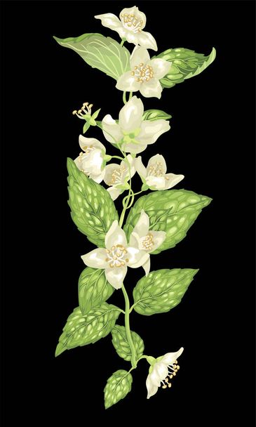 Vertical design element with jasmine flowers and leaves on the branches in realistic vector graphic illustration - Vector, Imagen