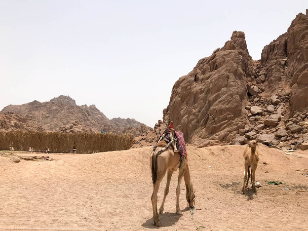 zwei wunderschöne Kamele, die auf dem Parkplatz weiden, angehalten mit Höckern auf heißgelbem Sand in der Wüste in Ägypten vor dem Hintergrund eines steinernen sandigen gelben Berges unter sengender Sonne. - Foto, Bild