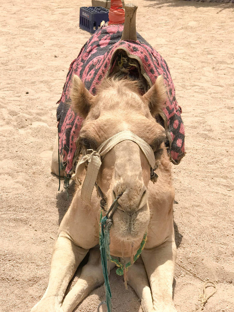 Un gran beige hermoso es un camello majestuoso fuerte, un animal entrenado exótico con una brida ligera de tela en su hocico se sienta en la arena con una capa de punto rojo brillante hecha a mano
. - Foto, imagen