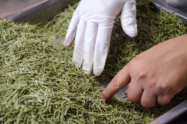 Cook picking fresh homegrown rosemary, hands close up: mediterranean cuisine - Photo, image