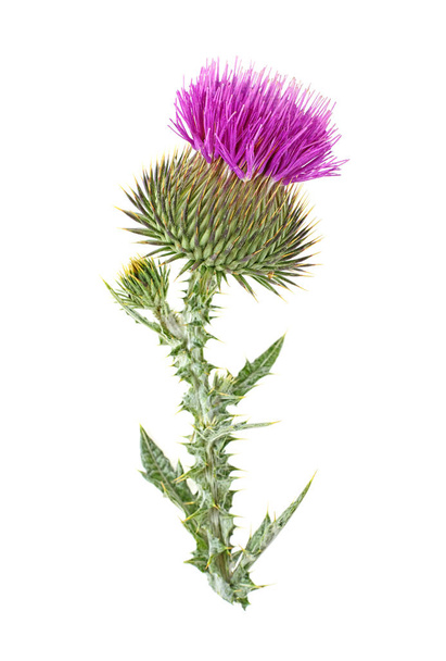 Milk thistle flower plant isolated on white background - Foto, afbeelding