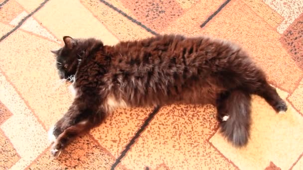 Gato negro revoloteando en la alfombra. Perezosa mascota tendida en el suelo en pose extraña
 - Metraje, vídeo