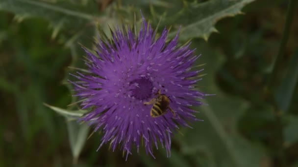 Mehiläinen kerää siitepölyä Flower Takiainen
 - Materiaali, video