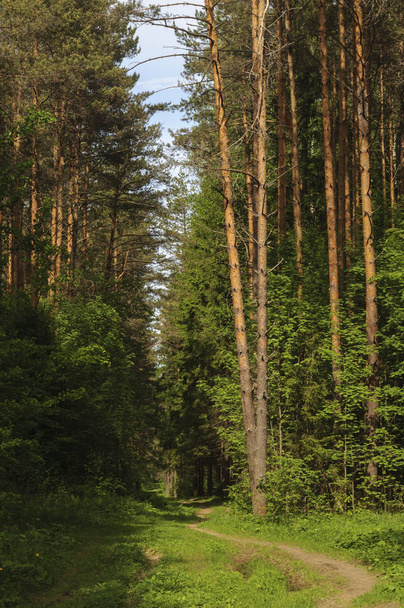 Footpath in coniferous forest, sunny summer day - Фото, зображення