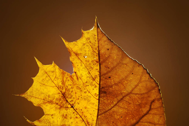 Autumn tulip poplar mixed with maple leaf on solid background. With back sunlight. - Foto, imagen