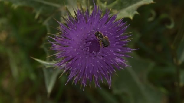 Ape raccogliere polline su Flower Burdock
 - Filmati, video
