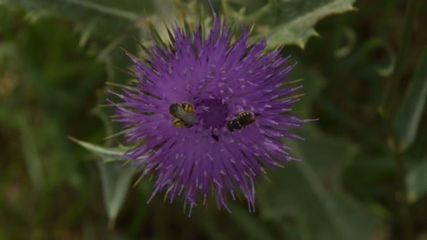Due tipi di api raccolgono polline su Flower Burdock
 - Filmati, video