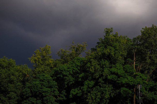 Fondo del cielo de tormenta oscura con coronas de árboles
. - Foto, imagen
