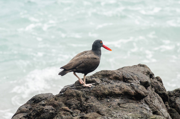 Vögel -- Austern negruzco -- auf den Felsen am Rande des Meeres. - Foto, Bild