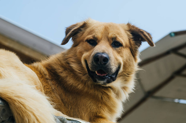 Собака, наслаждающаяся на свежем воздухе в прекрасный летний день
 - Фото, изображение