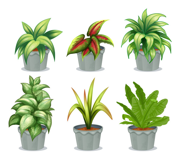 Green leafy plants - Vector, Image