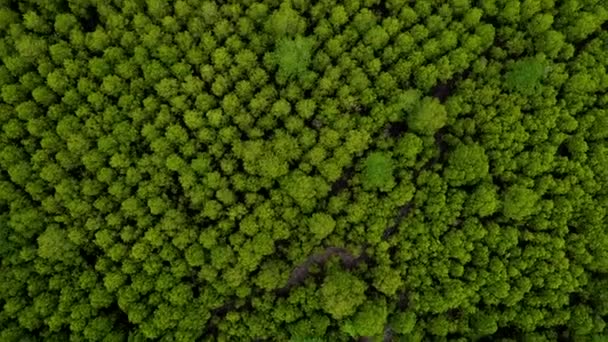 Widok z lotu ptaka top przenieść do przodu shot lasy namorzynowe w Tung Prong stringi lub złotym polu mangrowe w ujściu rzeki Pra Sae, Rayong, Tajlandia - Materiał filmowy, wideo