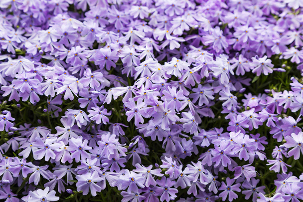 Emerald blue moss phlox flower are blooming in garden - Photo, Image