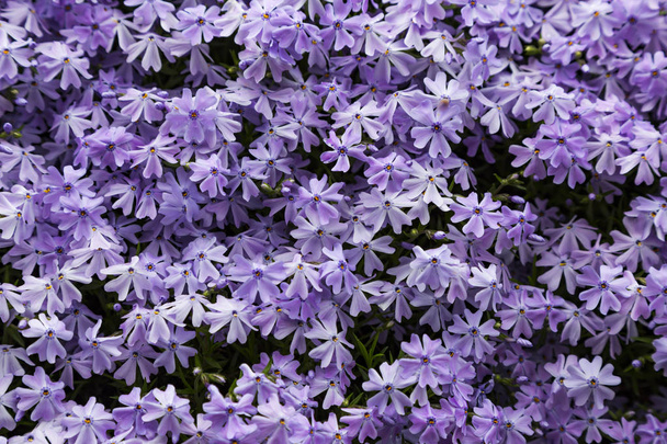 Ανθίζουν σμαραγδένια μπλε βρύα phlox λουλούδι στον κήπο - Φωτογραφία, εικόνα