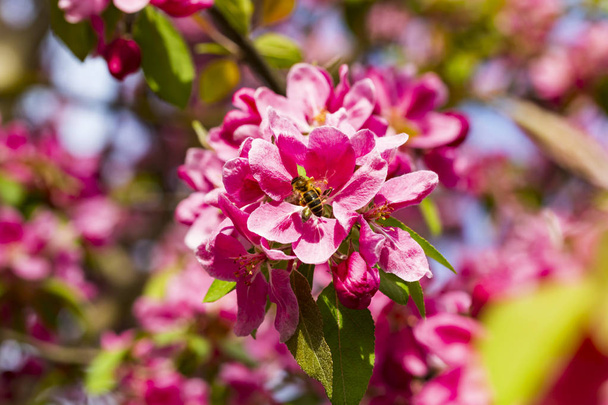 Blooming pink Japanese cherry or sakura flowers (Prunus serrulata or Kanzan) in Europe - Φωτογραφία, εικόνα