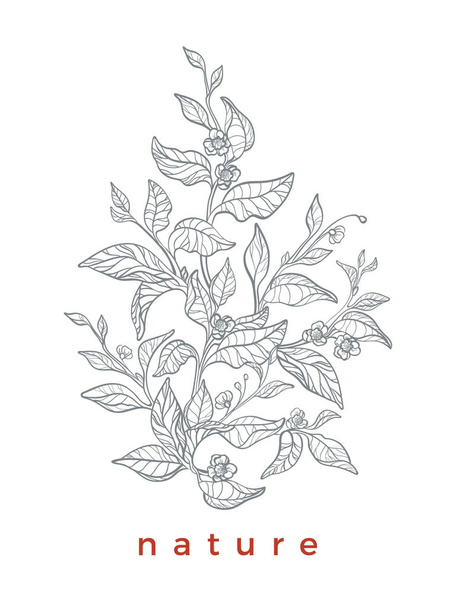 Blumenstrauß aus realistischen Zweigen mit Blättern und Blumen Vektor Frühling Illustration auf weißem Hintergrund botanische Zeichnung Skizze von Teesträucher Bio-Getränk Öko-Karte Retro-Design der Natur-Kunst-Linie - Vektor, Bild