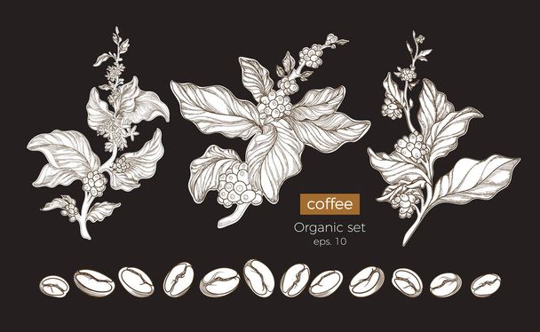 Vektoros botanikus természet készlet-ból kávé faágakat, virág, a levelek és a bab. Virágos, rajz, vázlat alak art design reális grafikus ábrája bioélelmiszerek nagy gyűjtemény a fekete háttér - Vektor, kép