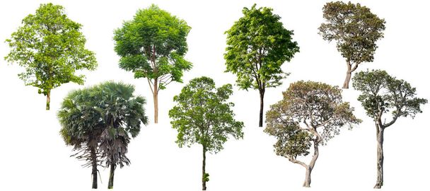 Strom, izolované na bílém pozadí, může být použit strom pro sestavení části návrhy nebo obrázky - Fotografie, Obrázek