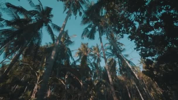 Pohja näkymä kauniisiin trooppisiin palmuihin aurinkoisella kesätaivaalla tausta
 - Materiaali, video