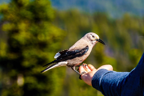 Clark je Louskáček pták jíst z ruky osoby v kaskádě rozhledna v parku Manning v Britské Kolumbii, Kanada - Fotografie, Obrázek