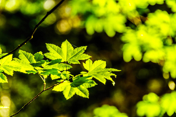 Feuilles d'érable vertes fraîches, emblème national du Canada, dans une forêt en Colombie-Britannique, Canada
 - Photo, image