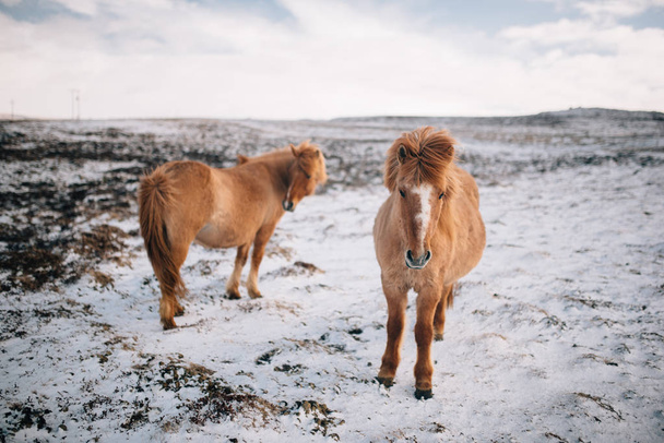 Stádo volně se potulující islandských koní v zimě - Fotografie, Obrázek