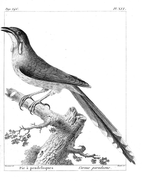 鳥のイラスト。古いイメージ - 写真・画像