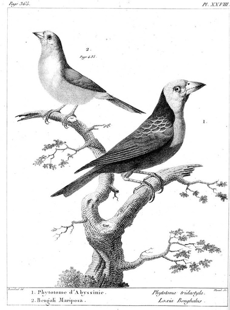 Illustration of bird. Old image - Photo, Image