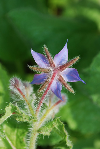 Borraja flor estrella azul
 - Foto, imagen