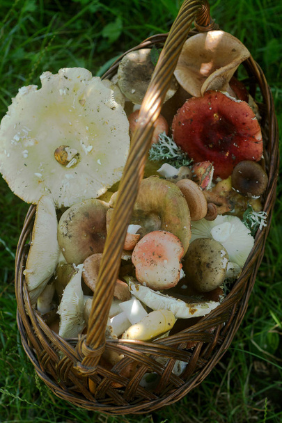 Un cestino pieno di funghi di foresta estivi di toni pastello diversi sullo sfondo di una radura di foresta
. - Foto, immagini
