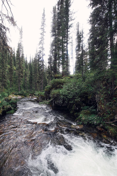 A fast river in a coniferous forest - Fotografie, Obrázek