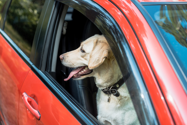 вид сбоку симпатичной собаки лабрадора, выглядывающей из окна в красной машине
 - Фото, изображение