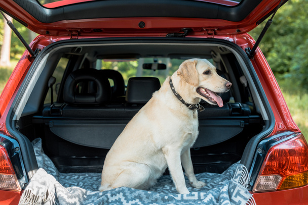 cute labrador dog sitting in trunk in red car - Fotoğraf, Görsel