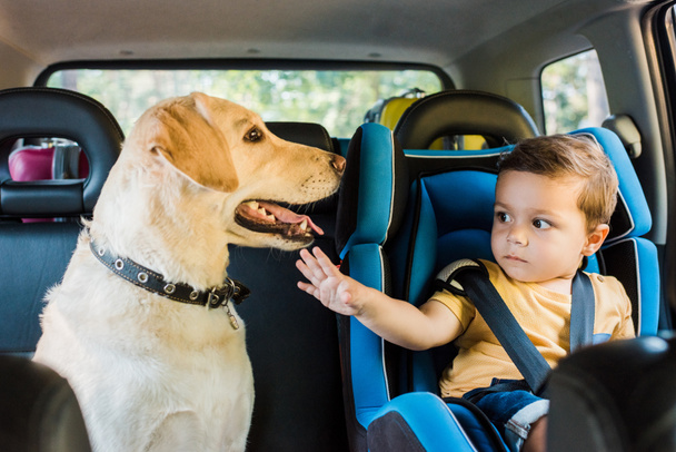 adorable toddler boy in safety seat touching labrador dog on backseat - Zdjęcie, obraz