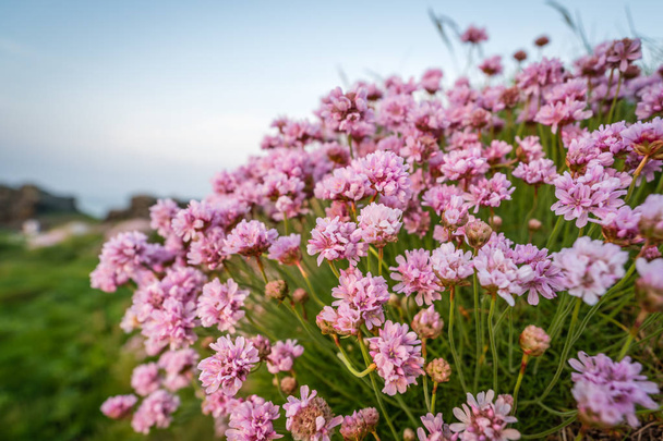 ピンクの海古着岩露頭、ランズエンド、コーンウォール、イギリスの成長と呼ばれるコーニッシュの花 - 写真・画像