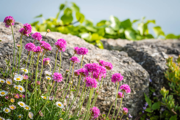 Cornish λουλούδι που ονομάζεται ροζ θάλασσα λιτότης αυξάνεται σε ένα βράχο προεξοχή, Lands End, Κορνουάλη, Ηνωμένο Βασίλειο - Φωτογραφία, εικόνα