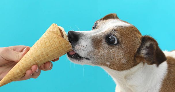 Jack Russell chien manger de la crème glacée sur une gaufre de cône
 - Photo, image