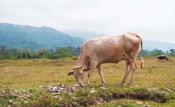 Cows in the field of Adjara. Georgia - Foto, imagen
