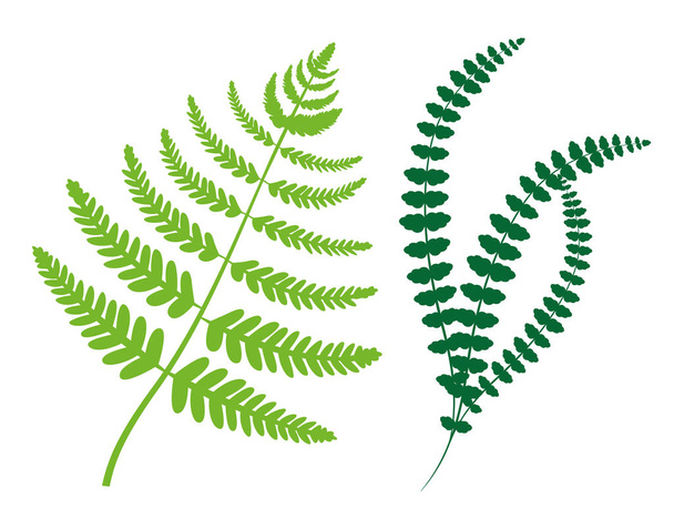 Greenery Collection Leaves Vector Illustration - Vettoriali, immagini