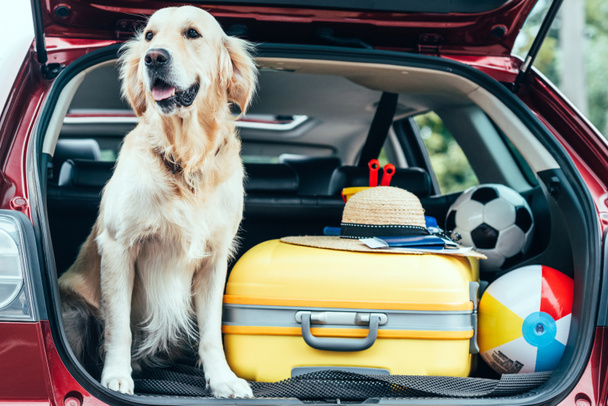 vue rapprochée du chien assis dans le coffre de la voiture avec sac à roulettes, chapeau de paille et boules pour le voyage
  - Photo, image