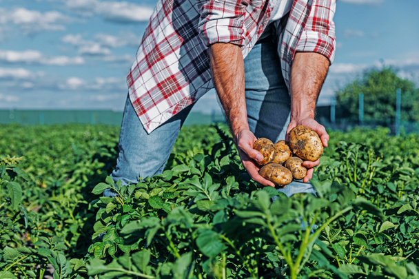 vue partielle de l'homme avec des pommes de terre dans les mains dans le champ
  - Photo, image