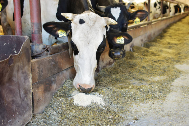 Дві чорно-білі корови в стабільному харчуванні сіна
. - Фото, зображення