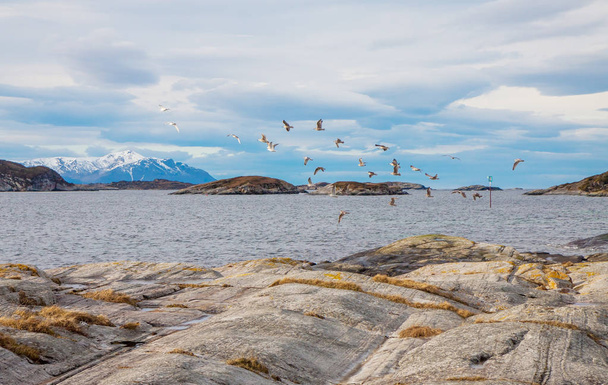 Норвежское побережье с птицами на заднем плане
 - Фото, изображение