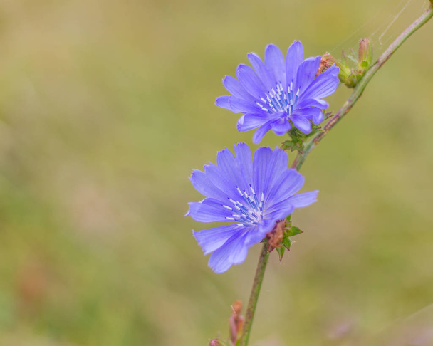 Sikuri Cichorium intybus kukka
 - Valokuva, kuva