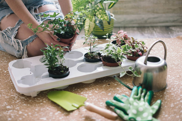 Woman planting flowers,succulents in the home. Work at home. Plants and gardening tools on wooden background - Fotó, kép