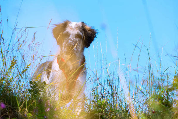 fuzzy dog in green grass, freedom travel concept - Photo, Image