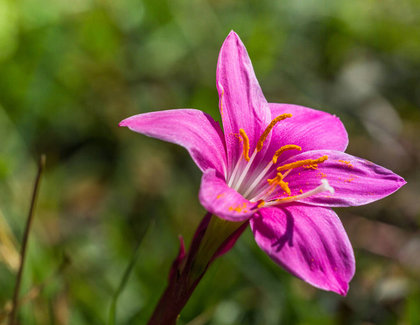 Rain Lily Zephyranthes rosea - Photo, Image