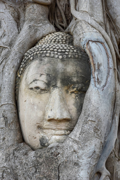 Ağaç kökleri Ayutthaya, Tayland Wat Mahathat Tapınağı'nda baş Buda heykeli. - Fotoğraf, Görsel