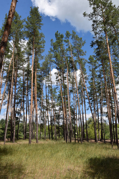 Mavi gökyüzüne karşı çam ormanı - Fotoğraf, Görsel